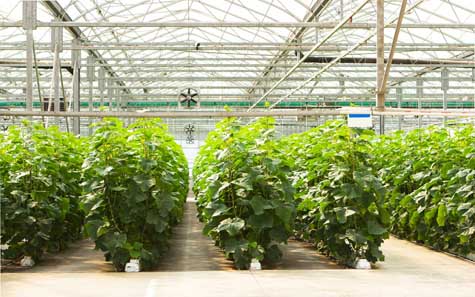 Hydroponics Business