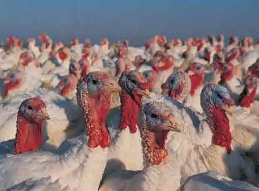 Turkey Farms Business