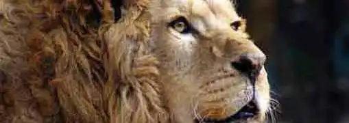 Hippo or Fish Business Lessons from the Jungle