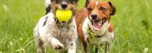 Home Businesses for Pet Lovers