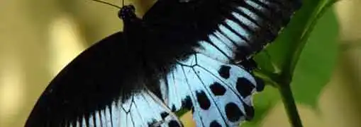 Investment Strategies Butterfly Spreads