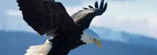 Leadership Lessons from Eagles