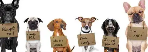 Not For Profit Entrepreneur Interviews