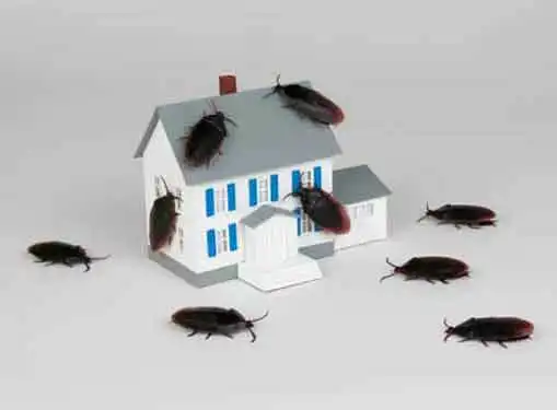 Pest Control Franchises