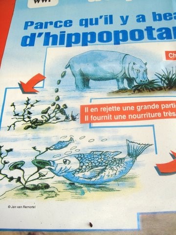 Hippo Entrepreneurs Versus Fish Entrepreneurs