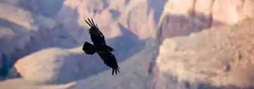 Arizona Small Businesses Soaring