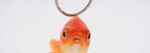 Attract New Customers