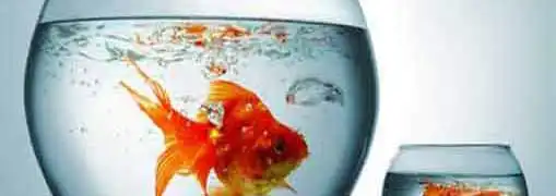 Big Franchise Small Vendor