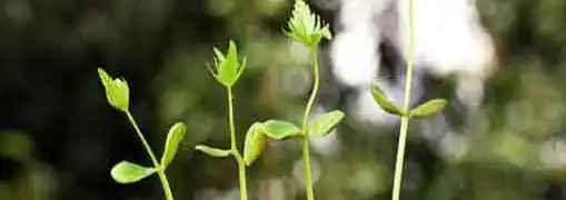 Franchise Industry Growth Trend