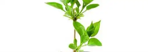 Government Grants for Small Companies