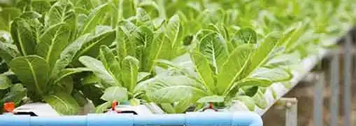 Hydroponic Indoor Farm