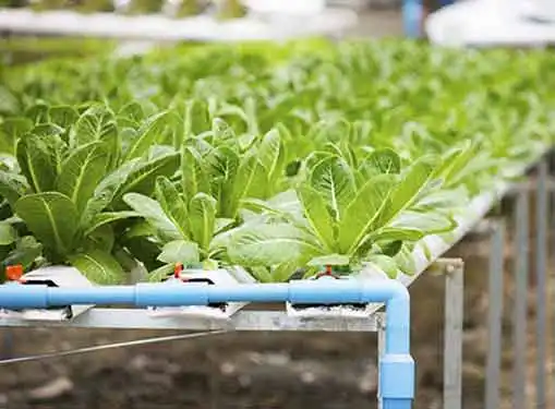 Hydroponic Indoor Farm