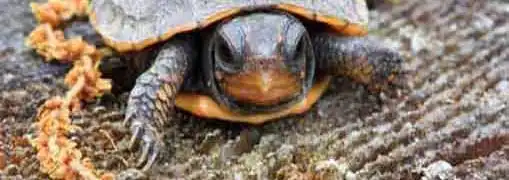 Small Business Growth Stalls