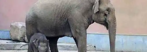 Small Company Social Use Versus Big Company Social Use