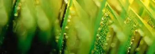 Technology Firm Outsourcing Trend