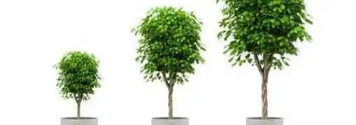 Entrepreneur Growing in Positive Way 