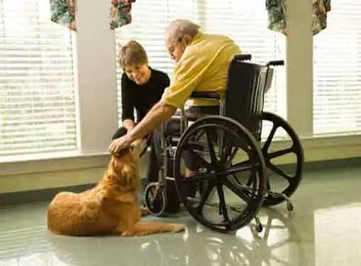 Animal Assisted Therapy Practice