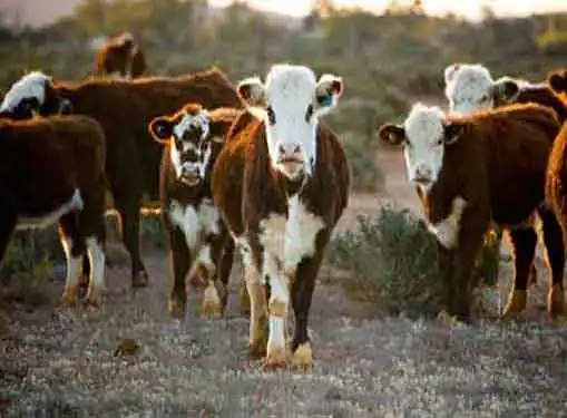 Beef Cattle Business