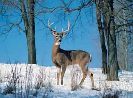 Deer Processing Business