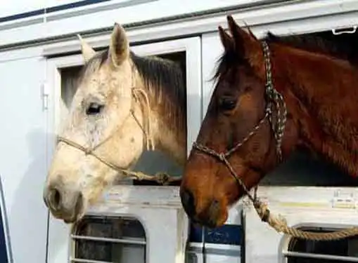 Horse Transportation Business