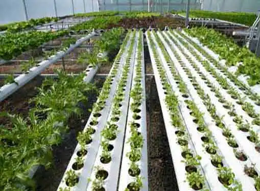 Hydroponics Equipment and Supplies Business