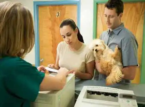 Pet Insurance Business