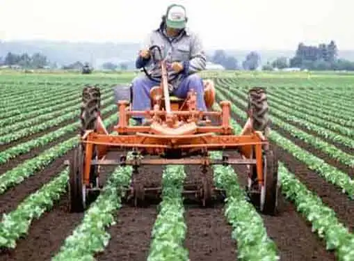 Vegetable Farm